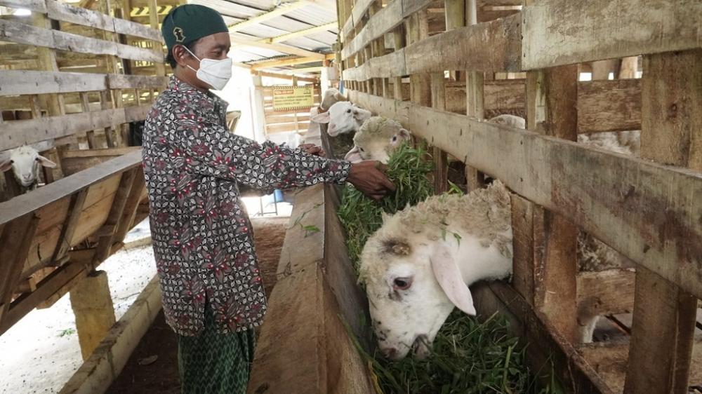 ternak kambing domba gibas