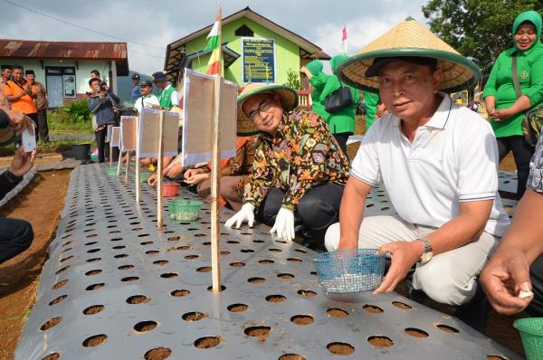 Tanam Perdana Demplot Bawang Putih