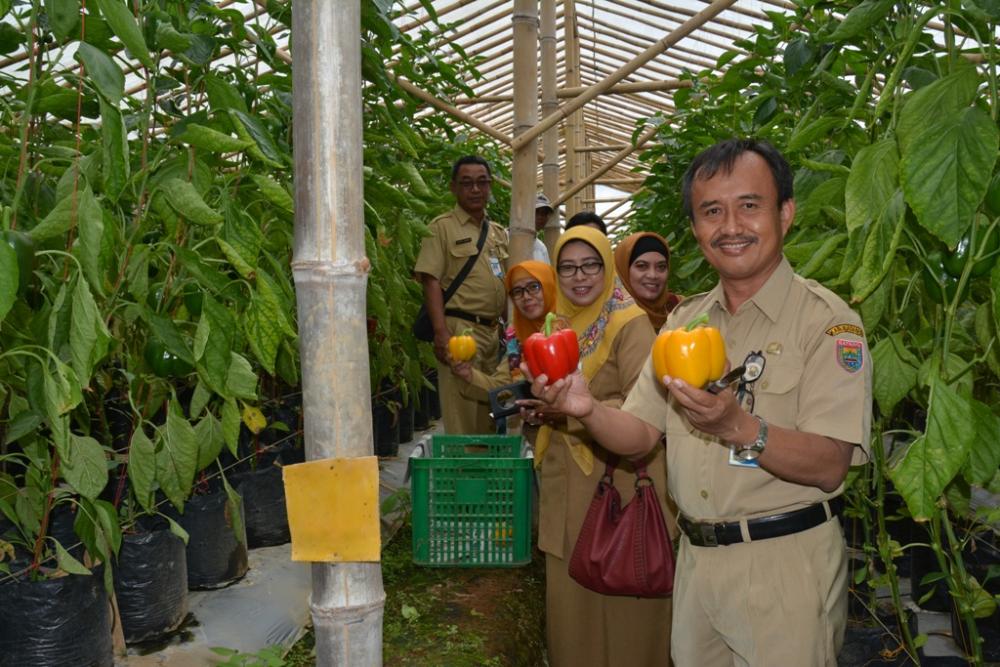 Paprika Gapoktan Peni Murni Ekspor ke Singapura