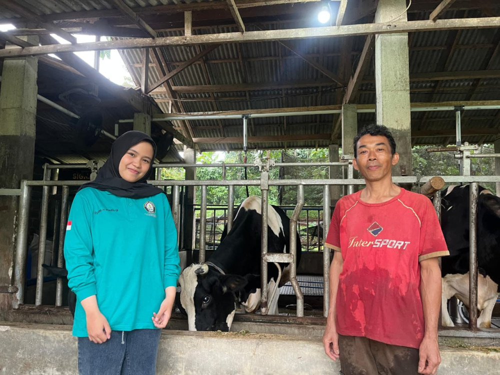 Potensi Sapi Perah Reban, Tingkatkan Ekonomi Lokal