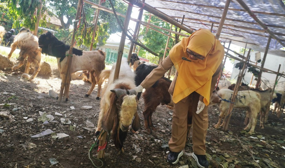 Dispaperta Batang Intensifkan Pemeriksaan Hewan Kurban