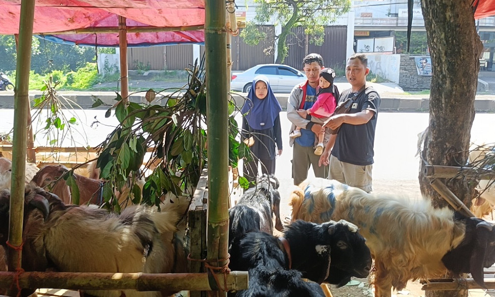 Stok Kambing Kurban Aman, Pedagang Suplai Hingga Luar Daerah