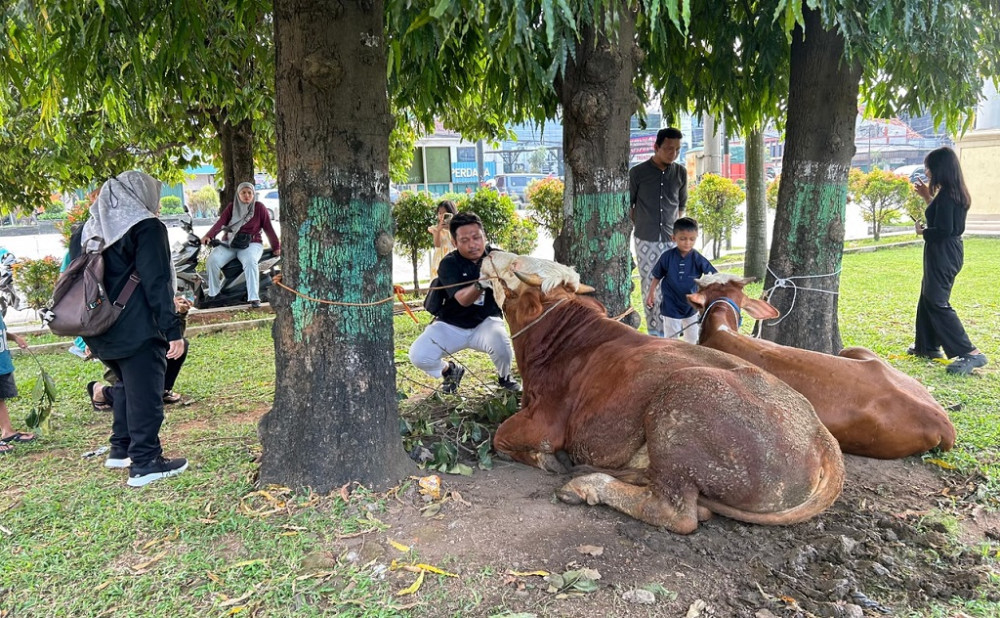 Pemotongan Hewan Kurban di Batang Tembus 6.206 Ekor