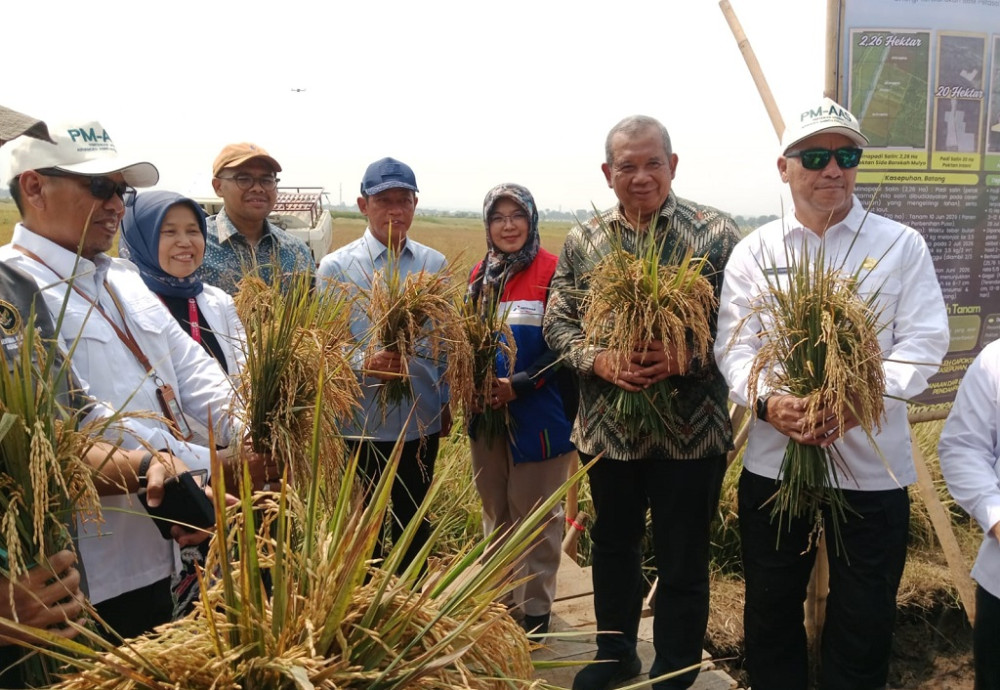 Pesisir Batang Panen Raya Padi Biosalin 7 TonHa, Bukti Inovasi BRIN Jawab Tantangan Abrasi