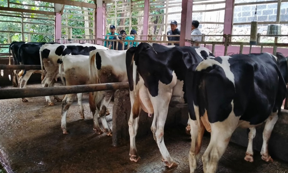 Pemkab Batang Siapkan Kandang Komunal untuk Dukung Peningkatan Populasi Sapi Perah
