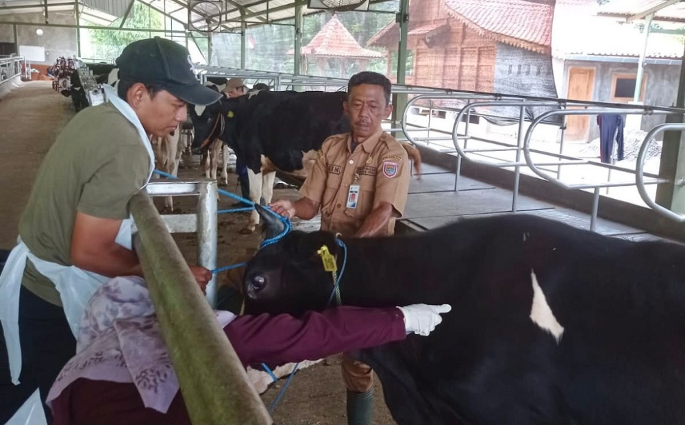 Dispaperta Batang Waspadai Brucellosis pada Sapi Perah, Peternak Diminta Kenali Gejalanya