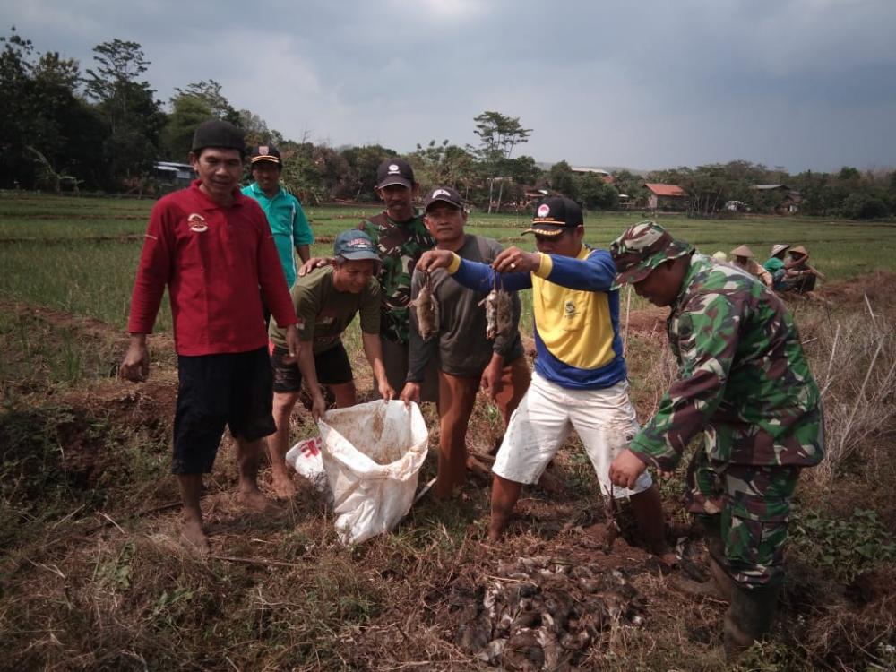 Babinsa Koramil 03/Gringsing Bersama Petani Gropyok Hama Tikus