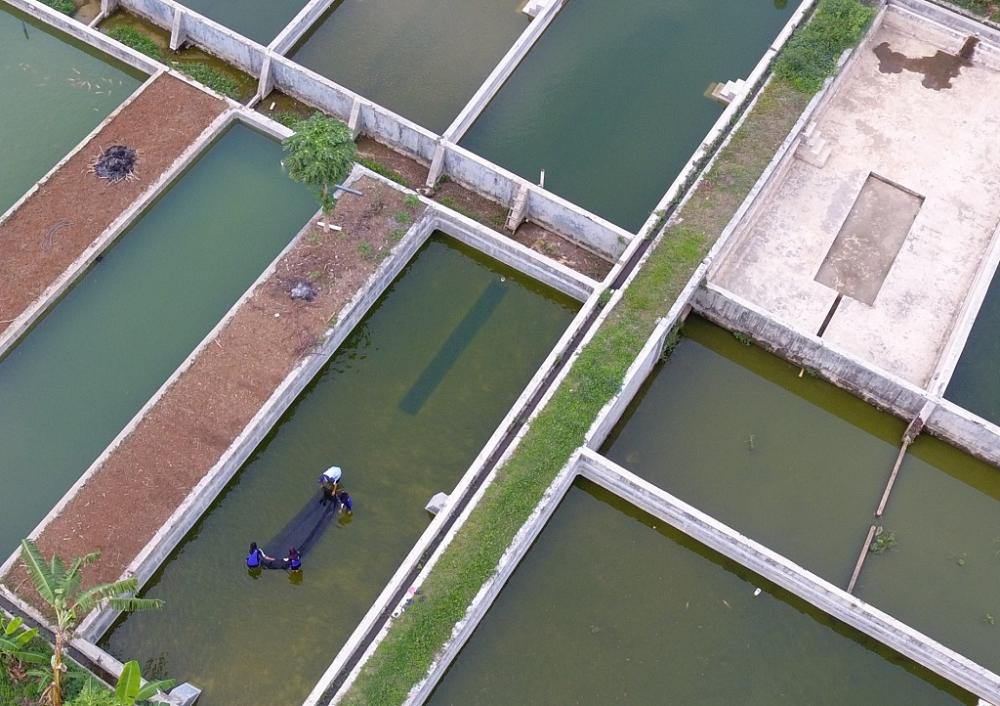 BALAI BENIH IKAN SOJOMERTO
