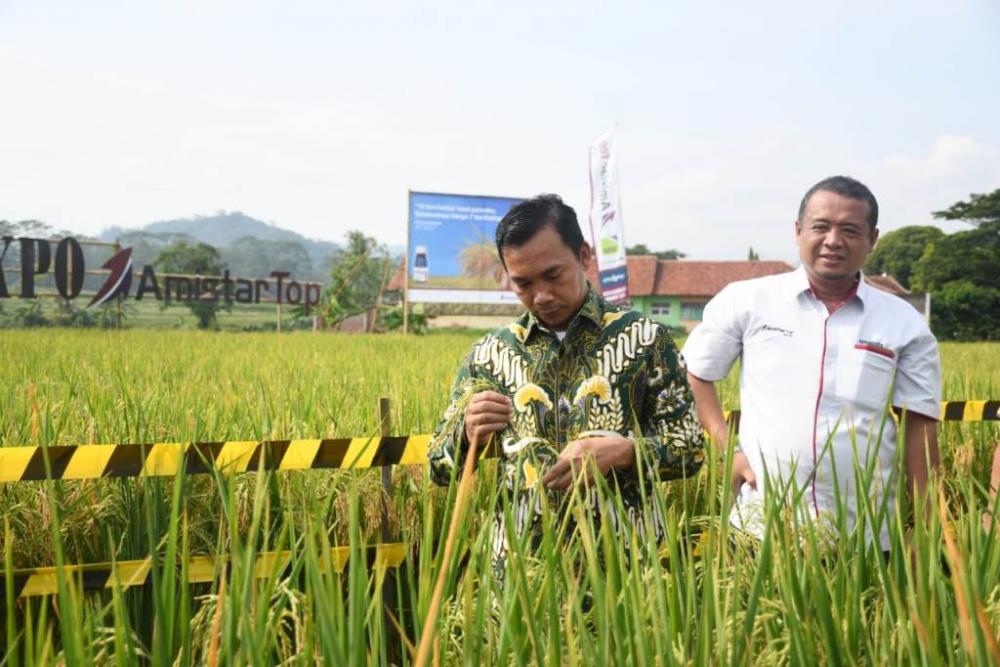 AMATI PADI HASIL PANEN