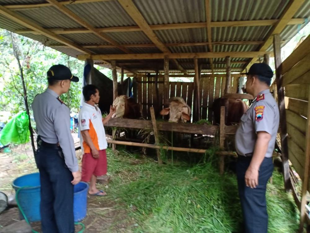 PATROLI PETERNAK SAPI