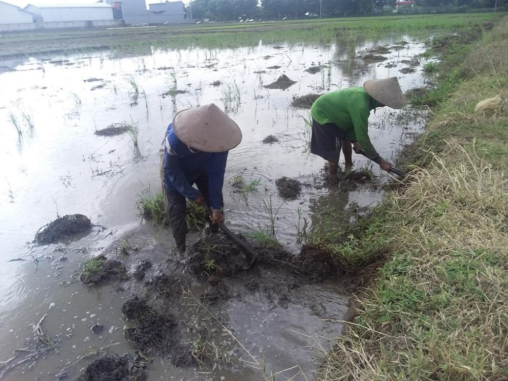 PERSIAPAN TANAM PADI