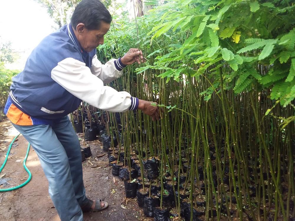 BIBIT SENGON SOLOMON JADI IDAMAN