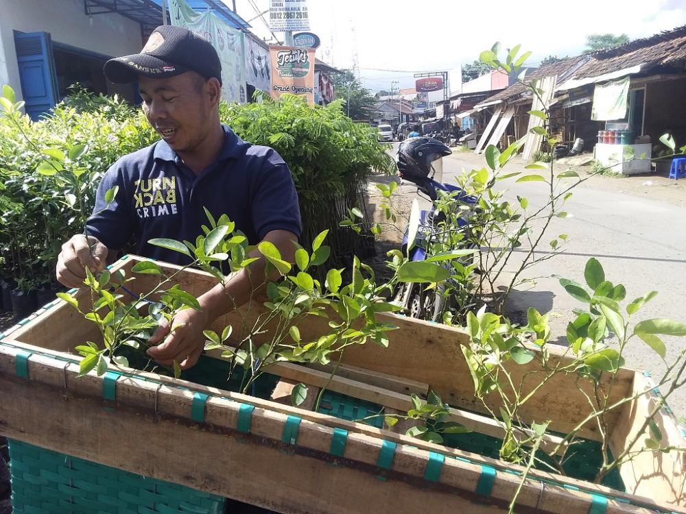 MEMILIH BIBIT TANAMAN