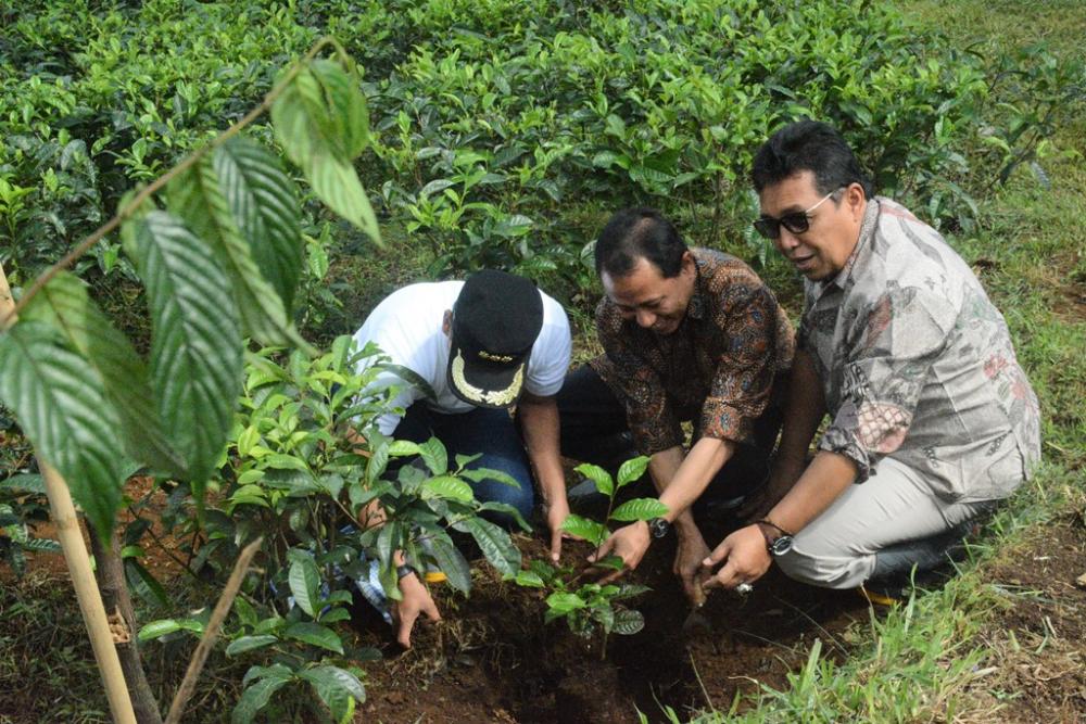 TANAM POHON TEH MUDA