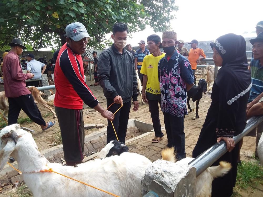 PILIH KAMBING UNTUK KURBAN