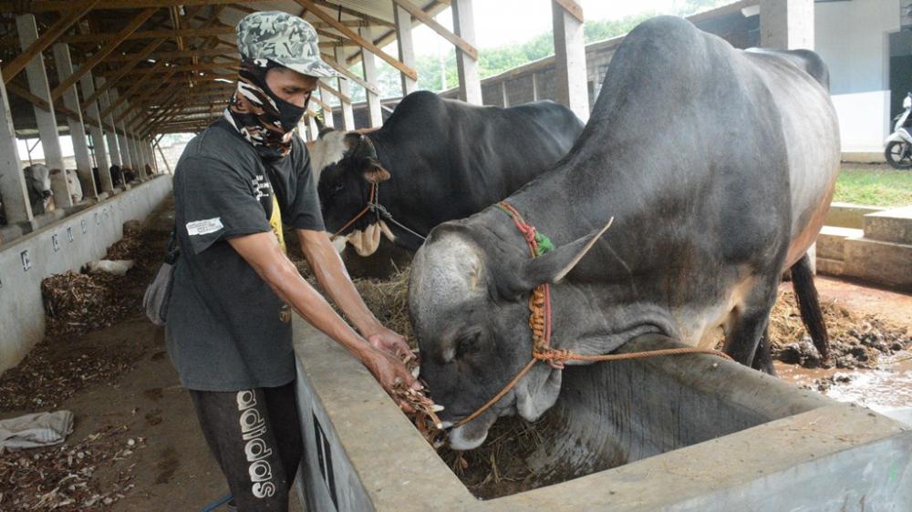 BERIKAN MAKAN SAPI KULIT SINGKONG