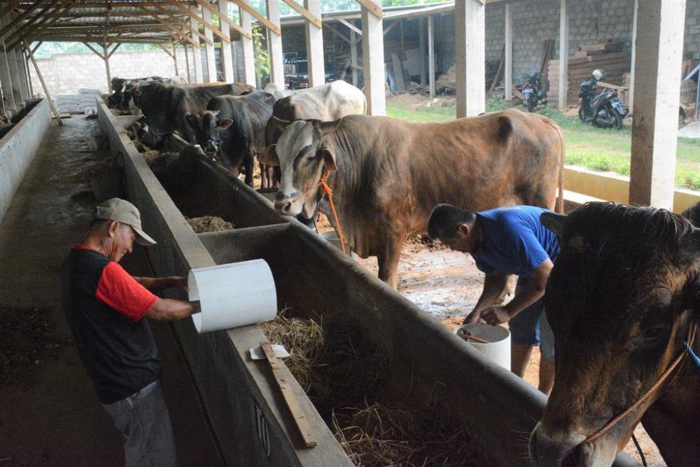GANTI TEMPAT MINUM SAPI