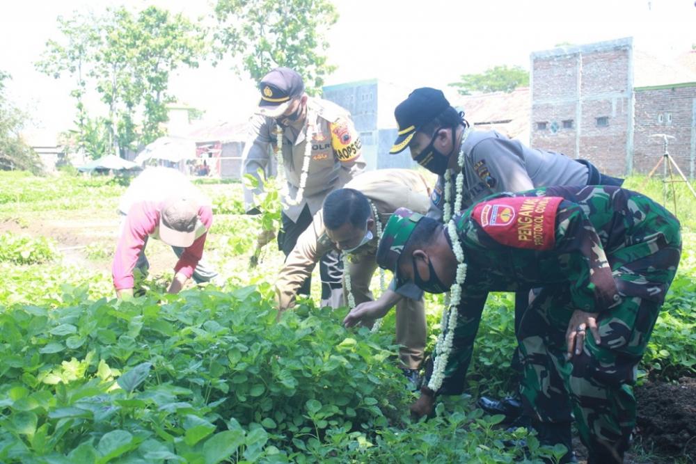 JAGA KETAHANAN PANGAN MANFAATKAN LAHAN