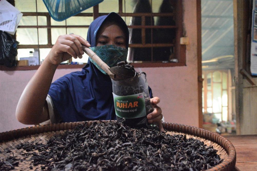 Usaha Teh Sangan Untuk Tingkatkan Ekonomi Masyarakat Batang