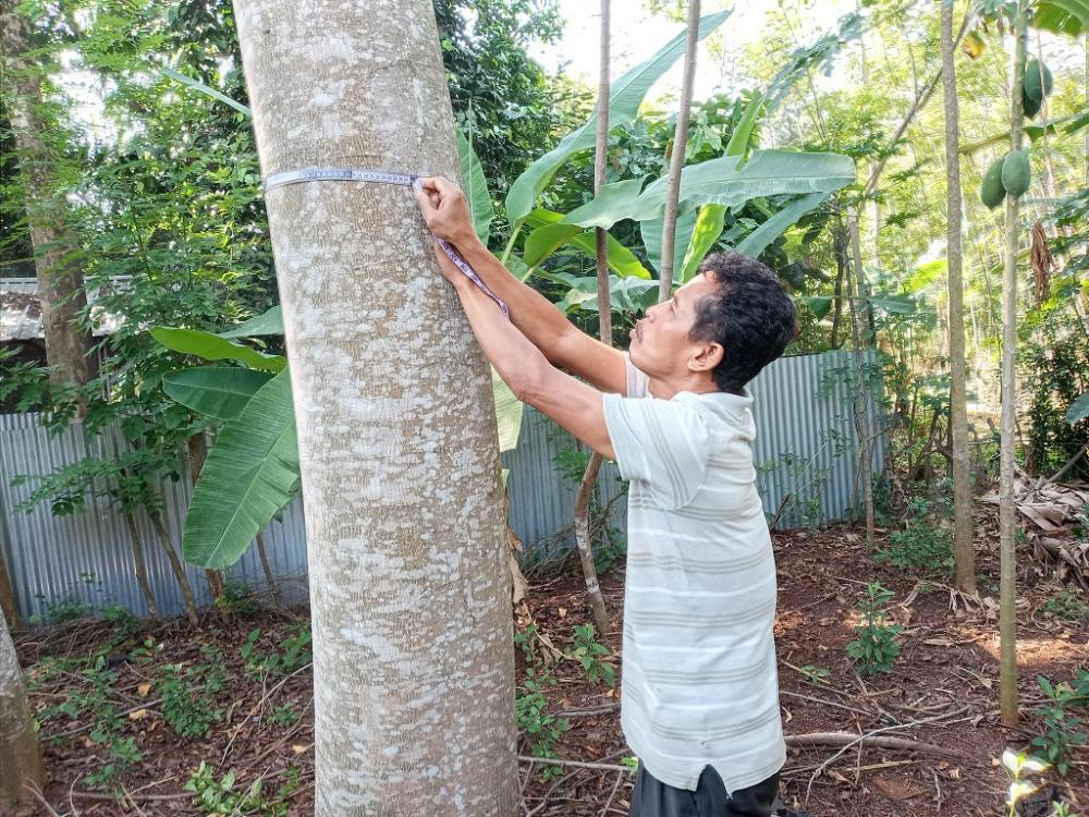 UKUR LINGKAR POHON SENGON