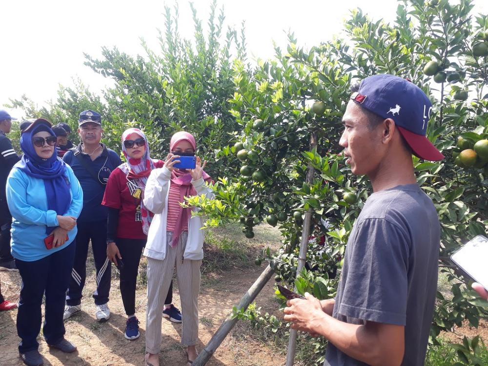 KEBUN JERUK SEBAGAI WISATA EDUKASI