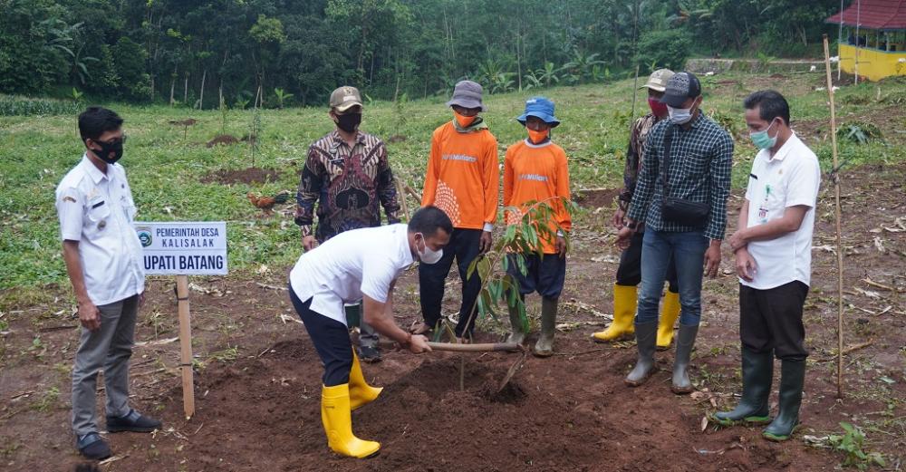 TANAM BIBIT BUAH DURIAN
