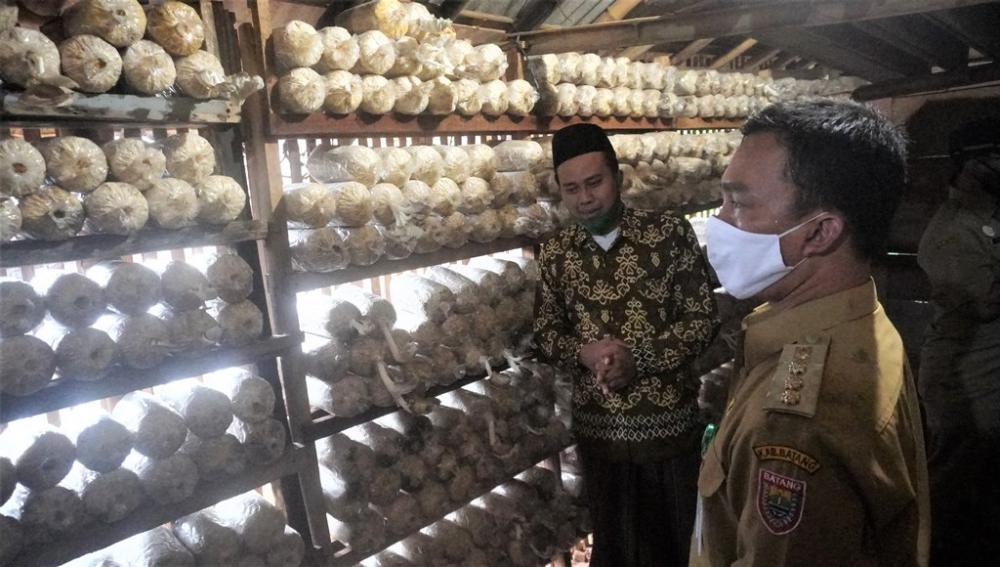 Budidaya Jamur Tiram Peluang Usaha Untuk Warga Batang