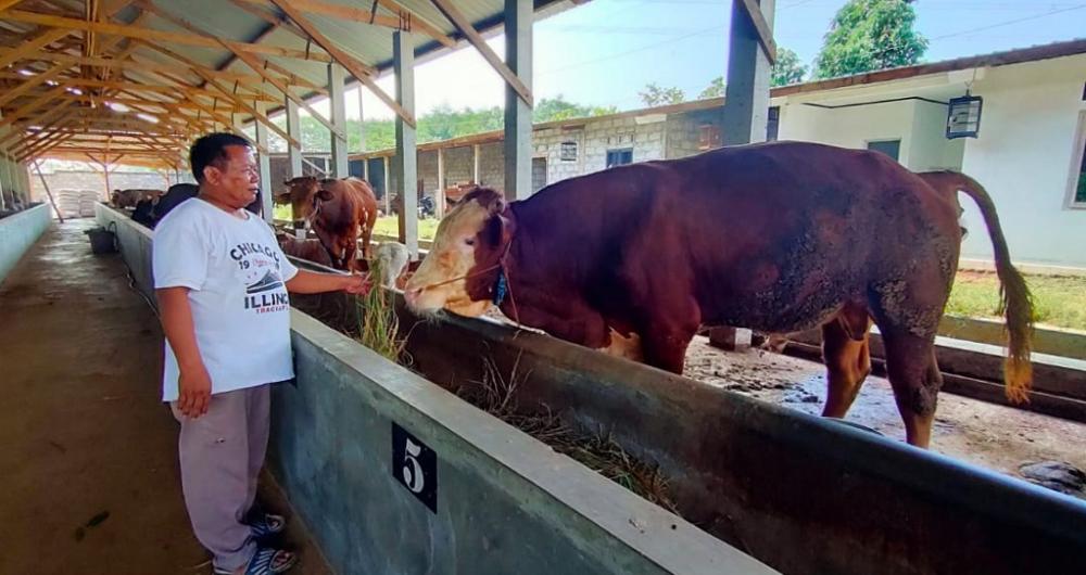 Dukung Pabrik Nestle, Dua Desa di Batang Jadi Percontohan Peternakan Sapi Perah