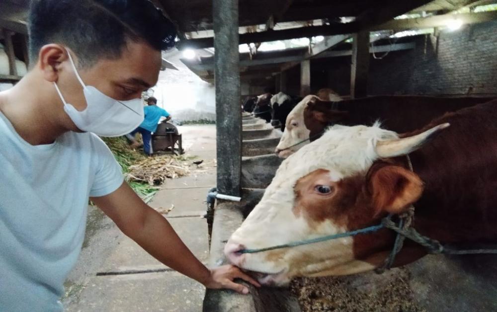 PERIKSA KESEHATAN MATA HEWAN KURBAN