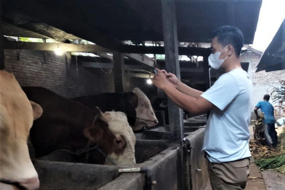 Peternak Hewan Kurban Jual Sapi Secara Online