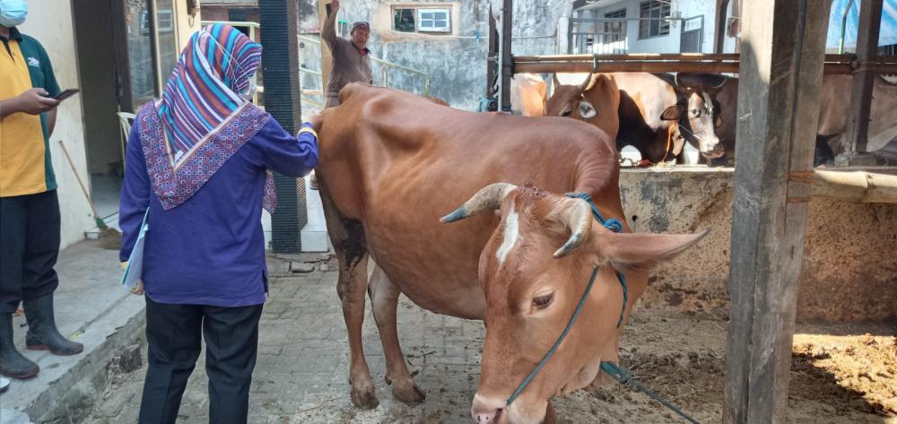 RPH Batang Batasi Penyembelihan Sapi Kurban