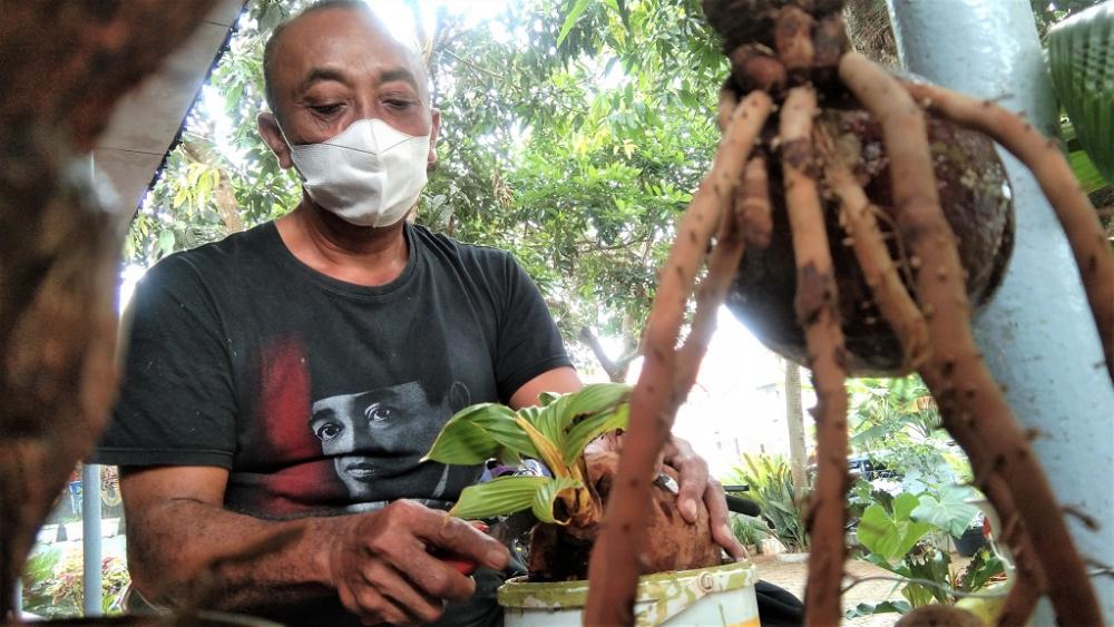 Keunikan Karakter Bonsai Kelapa Karya Warga Desa Kemiri Barat Batang