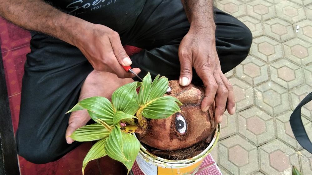 BUAT KARAKTER BONSAI KELAPA