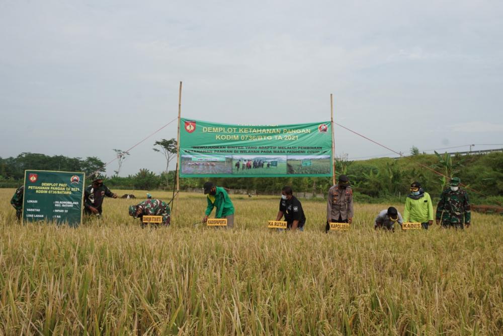 Panen Raya Padi Demlot Kodim Batang