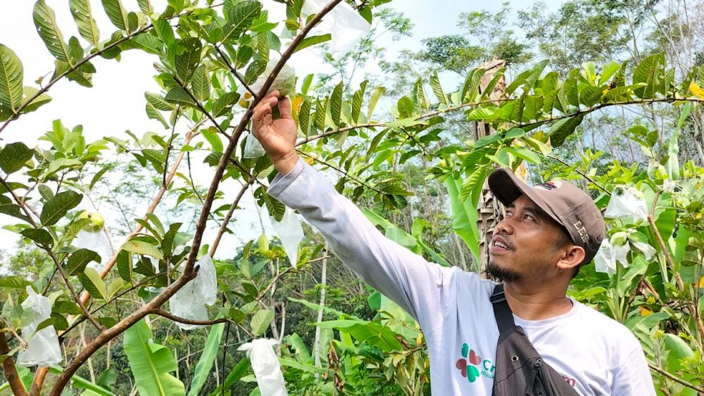 Belajar Berkebun dan Wisata Petik Buah Creative Farm Batang