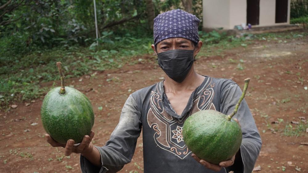 Kebun Semampir Batang Sukses Budidaya Alpukat Kendil
