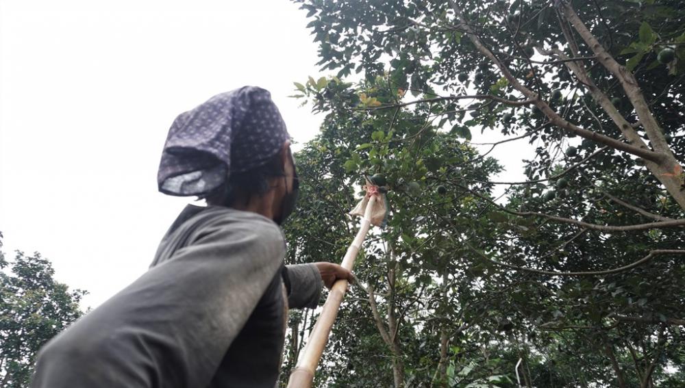 PANEN ALPUKAT KENDIL