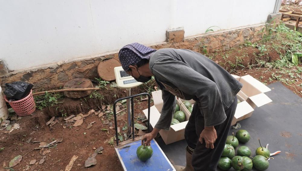 TIMBANG ALPUKAT KENDIL