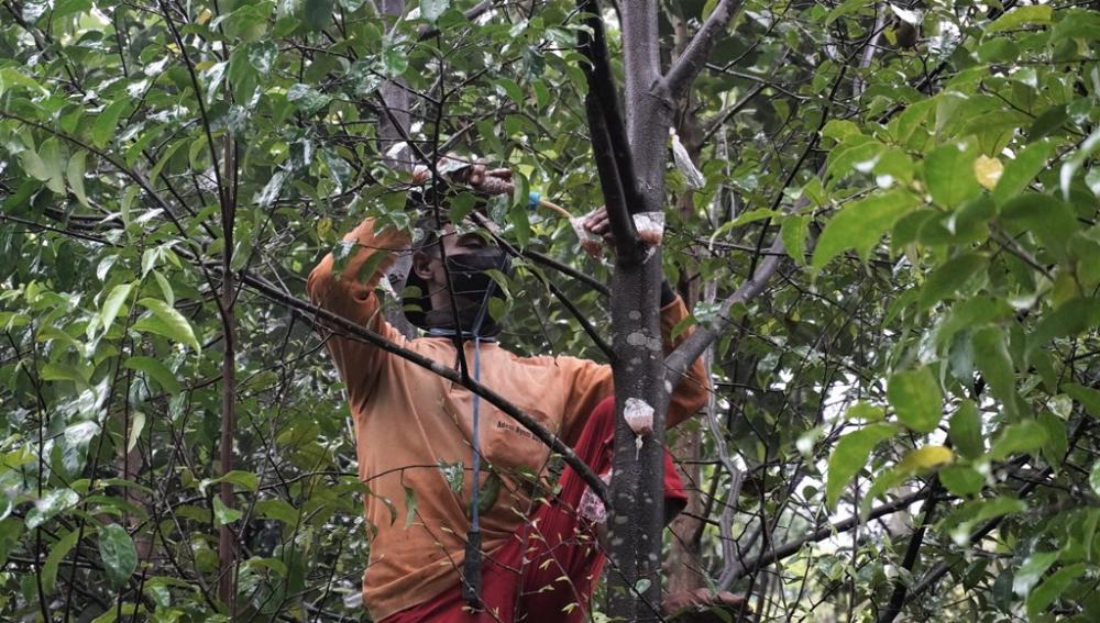 Para Petani Batang Mulai Budidayakan Pohon Gaharu