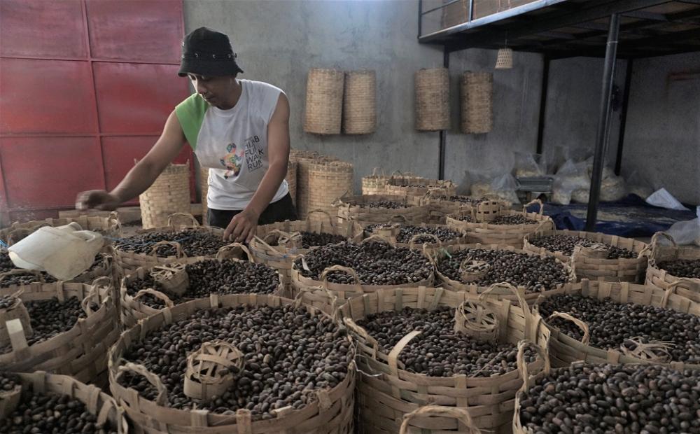 SORTIR BIJI MELINJO YANG KERING