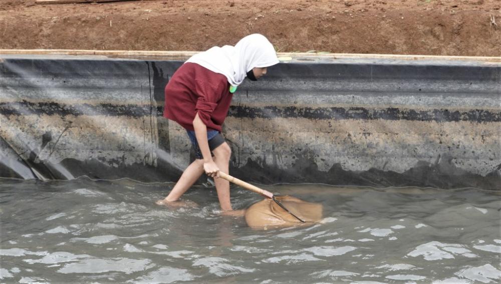 TANGKAP IKAN DI TAMBAK