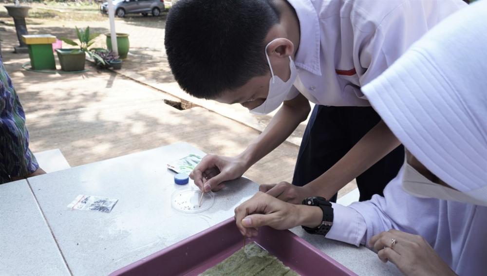 AMBIL BIJI TANAMAN SAYUR