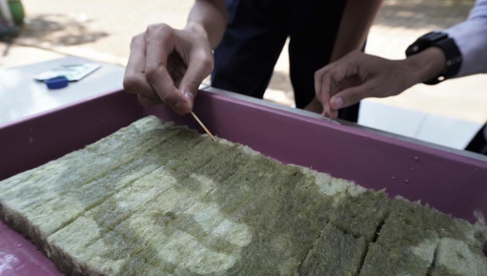 LETAKKAN BIJI ke MEDIA TANAM