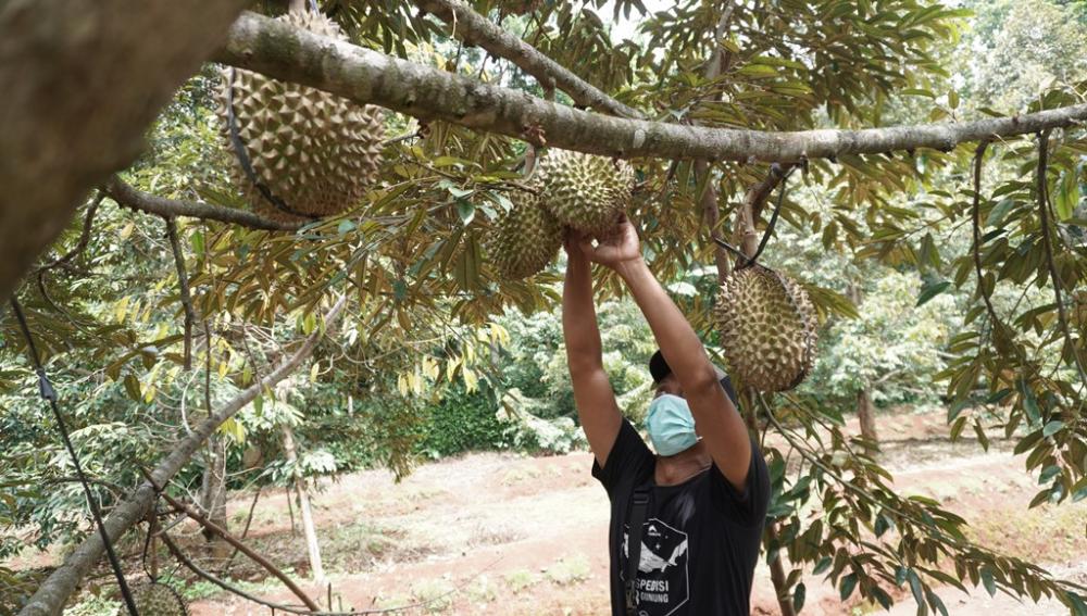 PANEN DURIAN LOKAL BATANG