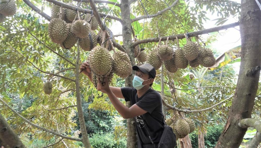 Ingin Kembalikan Kejayaan Duren Lokal Batang, Tabah Merintis Wisata Kebun Durian di Desa Tegalombo