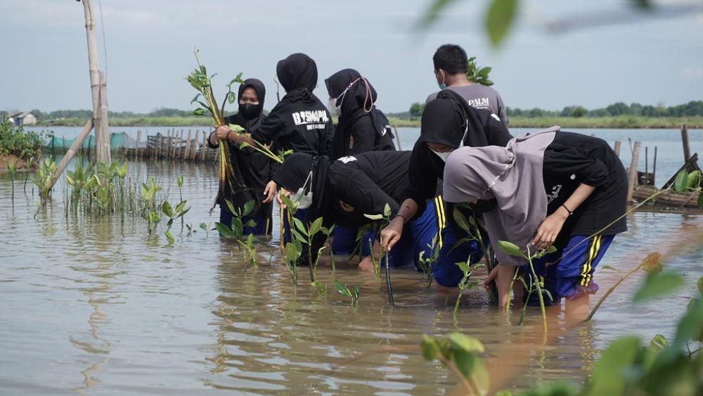 Cegah Abrasi dan Intrusi, Racika Palm Batang Tanam 6.000 Bibit Mangrove