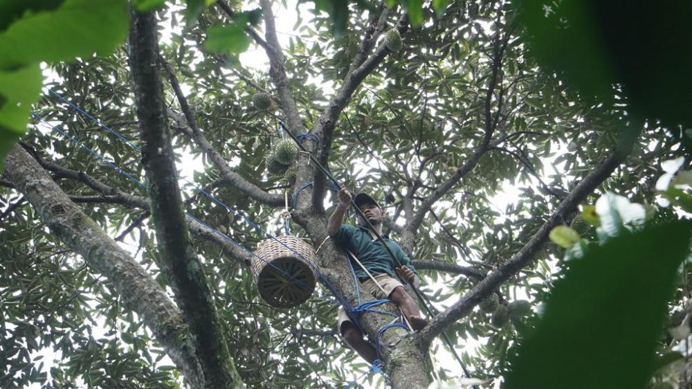 PANEN DURIAN LOKAL BATANG