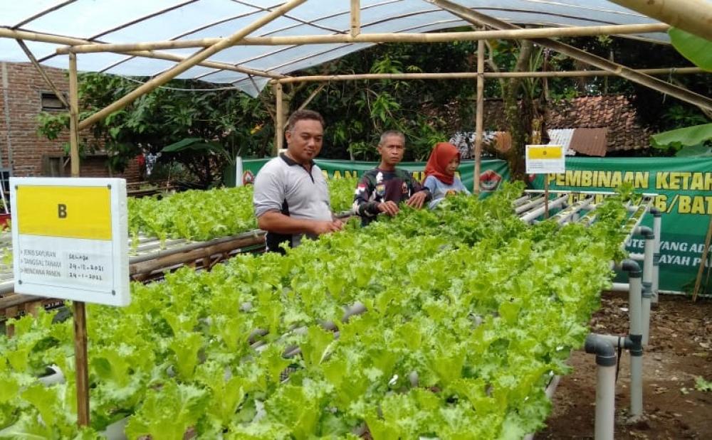 Jelang Pensiun, Anggota TNI Budidaya Tanaman Hionik