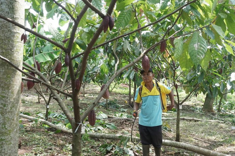 Asosiasi Kakao Indonesia Batang Targetkan Panen 800 Ton Dalam Setahun