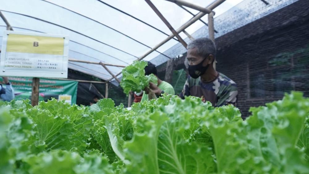 PANEN SAYURAN SELADA